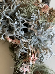 Pseudevernia furfuracea