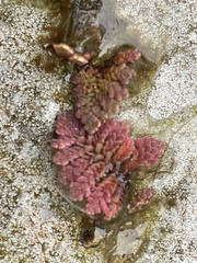 Azolla pinnata