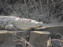Crocodylus moreletii