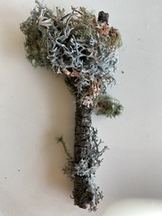 Pseudevernia furfuracea