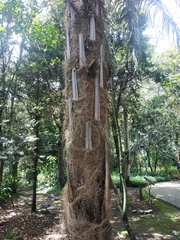 Parajubaea cocoides