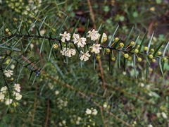 Acacia rupicola