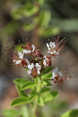 Polanisia dodecandra