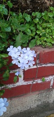 Plumbago