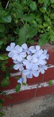Plumbago