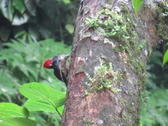 Campephilus guatemalensis