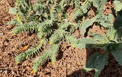 Alkanna orientalis