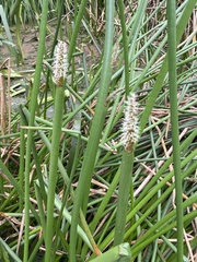 Eleocharis sphacelata
