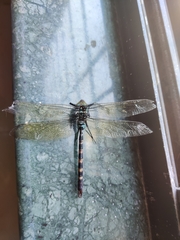 Anax immaculifrons