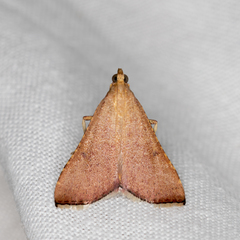 Endotricha pyrosalis