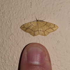 Periclina