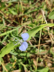 Commelina benghalensis