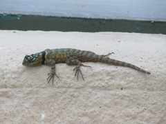 Sceloporus serrifer