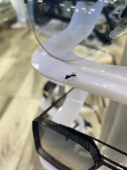 Trigona fulviventris