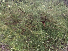 Acacia rupicola