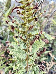 Dryopteris arguta