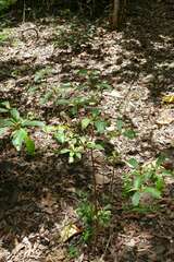 Terminalia sericocarpa