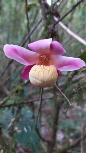 Eschweilera andina