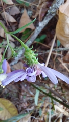 Symphyotrichum retroflexum
