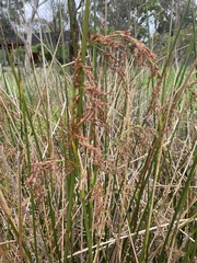 Machaerina articulata