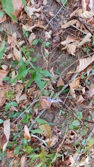 Symphyotrichum retroflexum