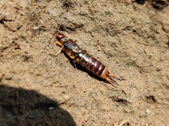Labidura riparia