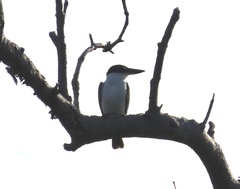 Todiramphus sordidus