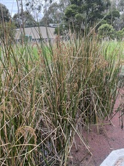 Machaerina articulata