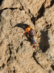 Labidura riparia