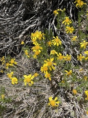 Ericameria linearifolia