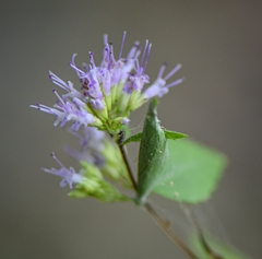 Cunila origanoides