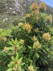 Laurophyllus capensis