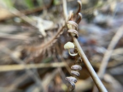 Marasmiellus