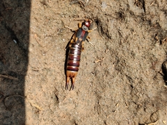 Labidura riparia