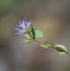 Cunila origanoides