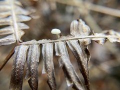 Marasmiellus