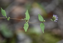 Cunila origanoides