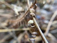 Marasmiellus