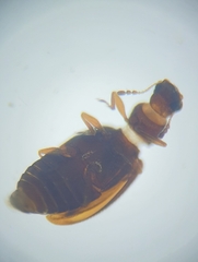 Latridiidae