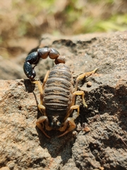 Orthochirus bicolor
