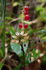 Coptis aspleniifolia