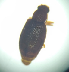 Latridiidae