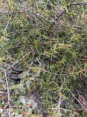 Acacia brownii
