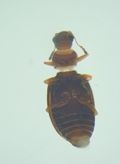 Latridiidae