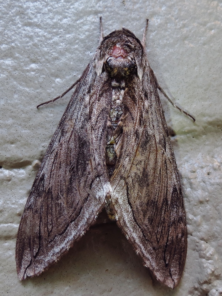 Five-spotted Hawk Moth