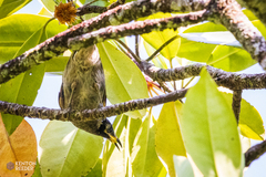 Bolemoreus frenatus