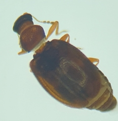 Latridiidae