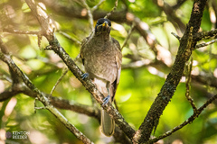 Bolemoreus frenatus