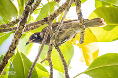 Bolemoreus frenatus