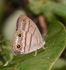 Megeuptychia monopunctata